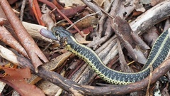 Thamnophis atratus