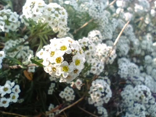 Foto de Alyssum