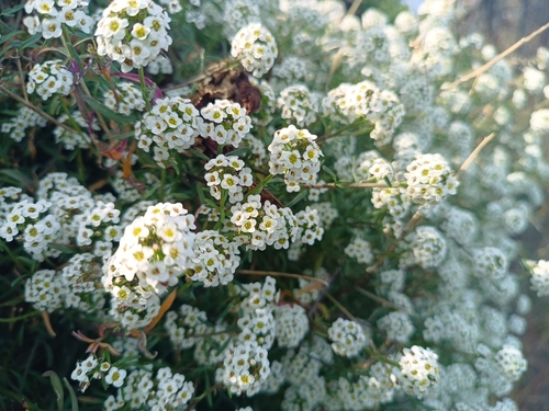 Foto de Alyssum