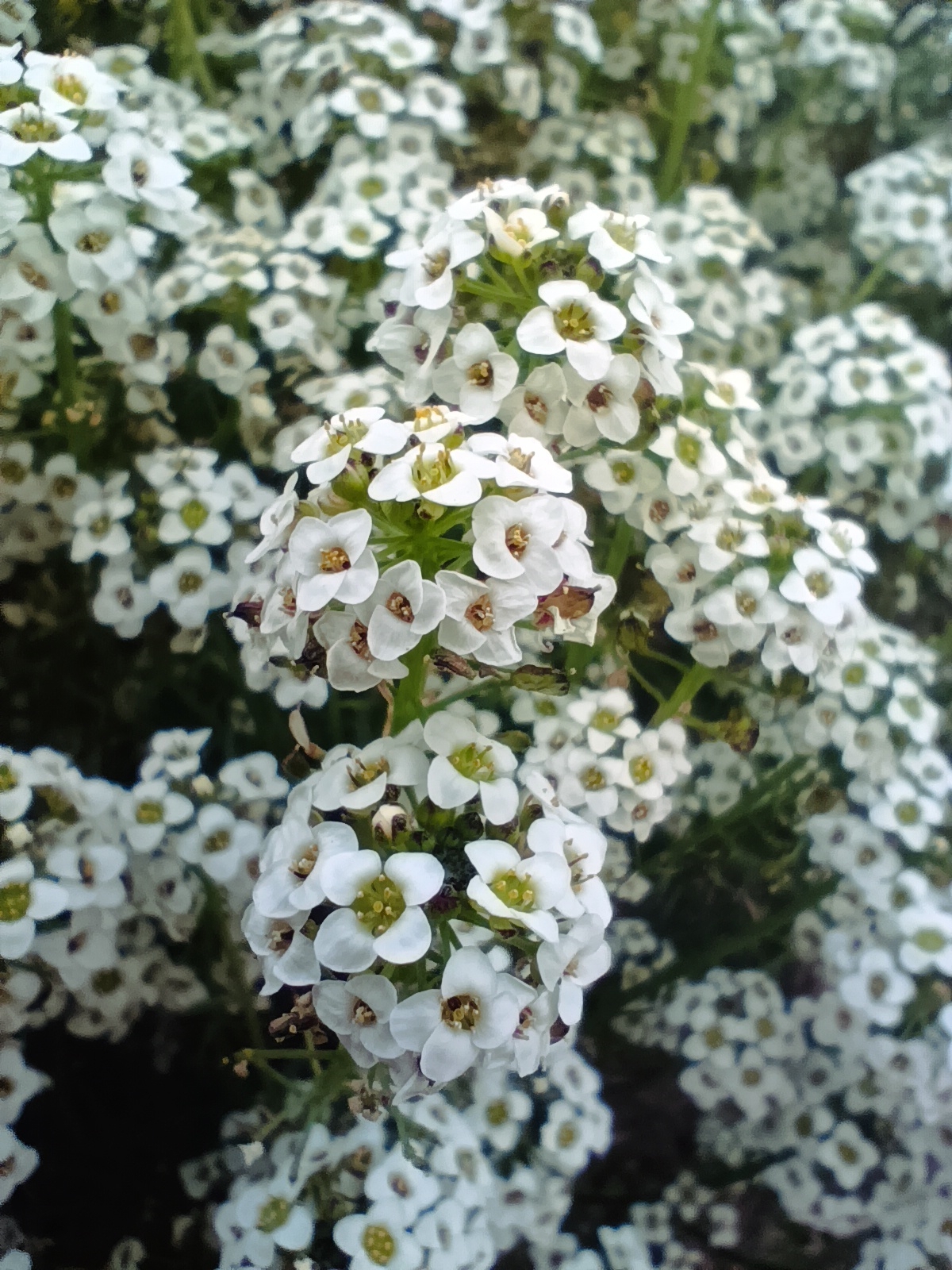 Imagem de Alyssum