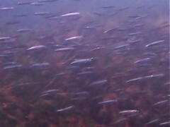 Elongate Hardyhead photo 5