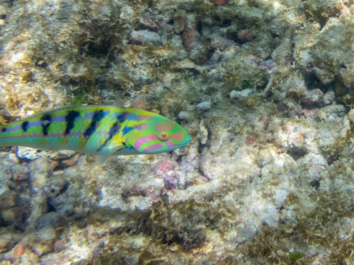 Sixbar Wrasse — seen at this dive site