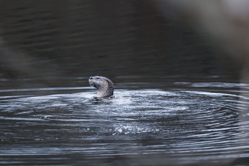 North American River Otter photographed in Kentucky