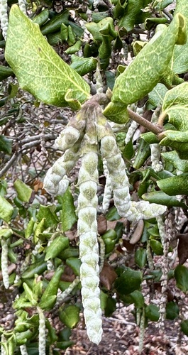 Garrya elliptica
