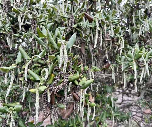 Garrya elliptica
