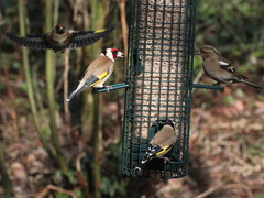 Carduelis carduelis