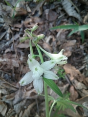 Delphinium tricorne