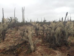 Cylindropuntia molesta molesta