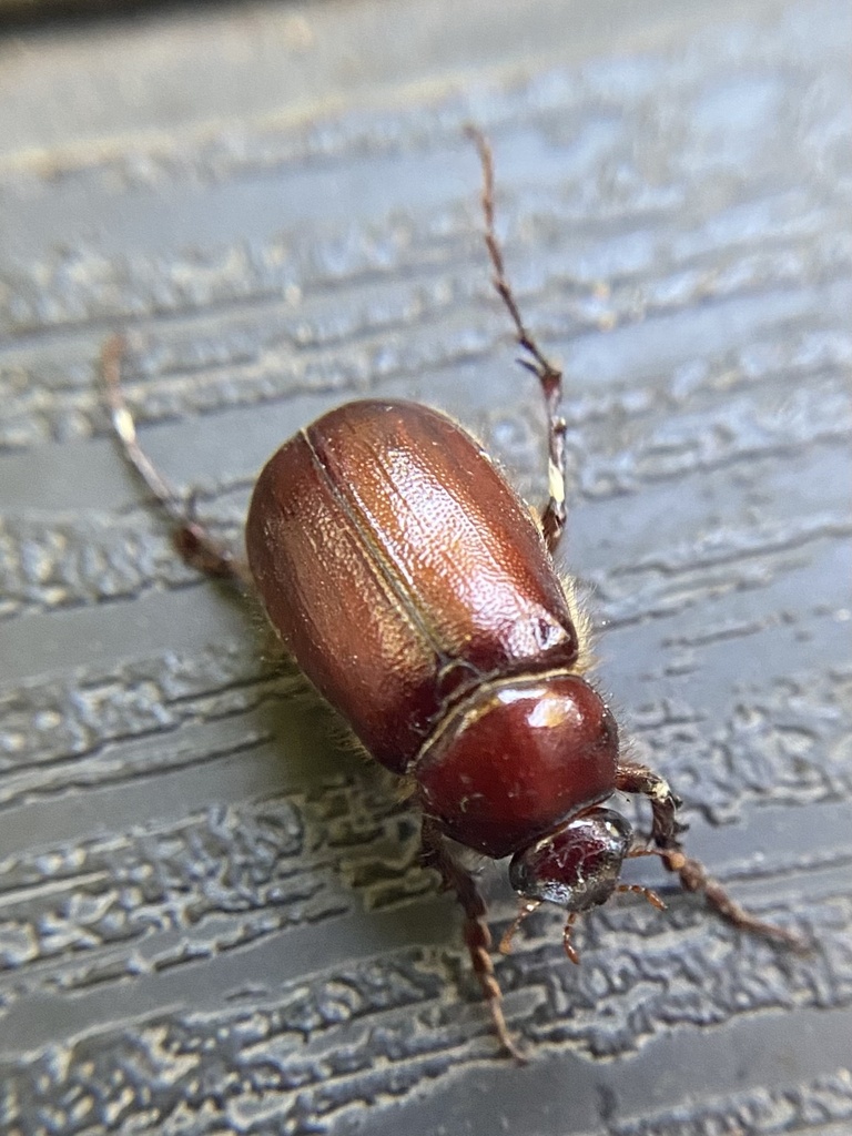Liogenys palpalis
