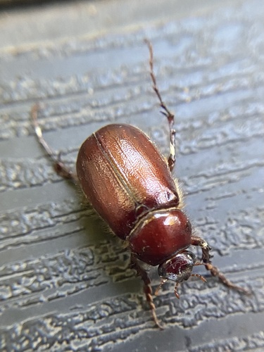 Liogenys palpalis