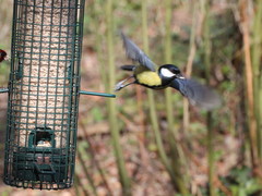 Parus major