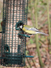 Parus major