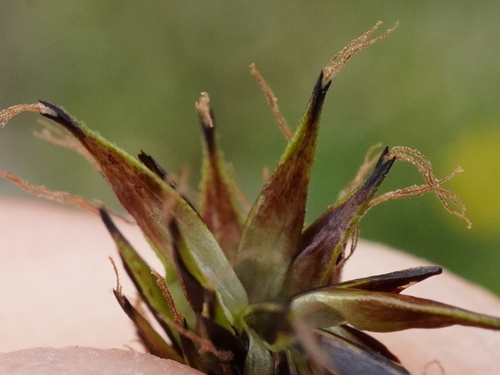Image of Carex fuliginosa by (c) Patrick Hacker, some rights reserved (CC BY)