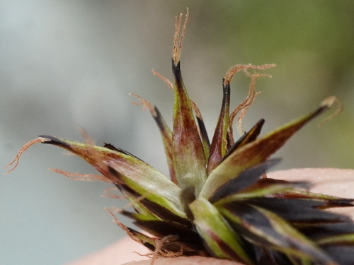 Image of Carex fuliginosa by (c) Patrick Hacker, some rights reserved (CC BY)
