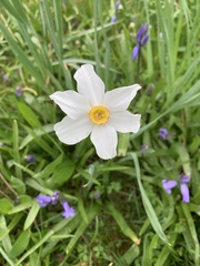 Narcissus poeticus