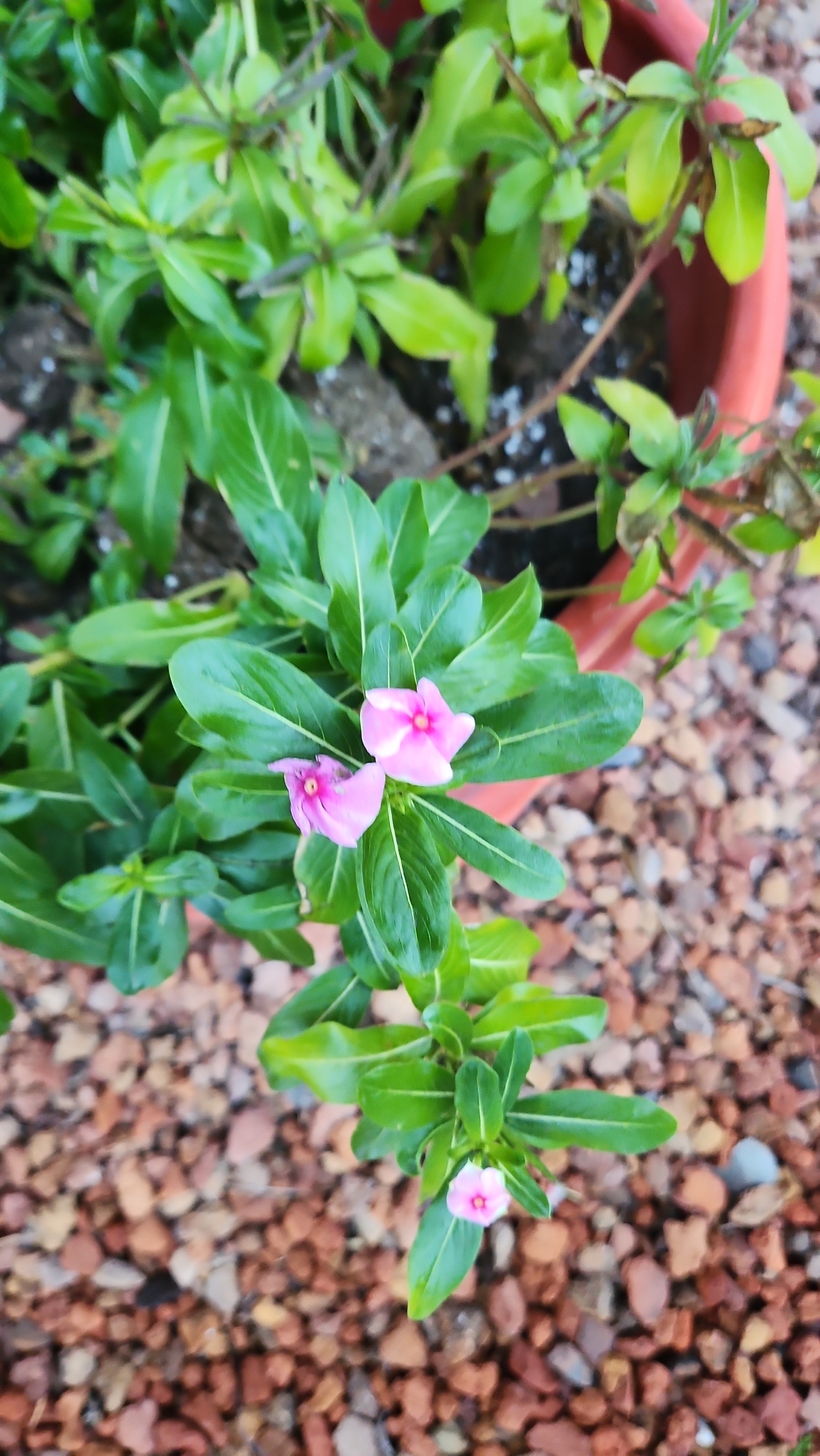 Imagem de Vinca