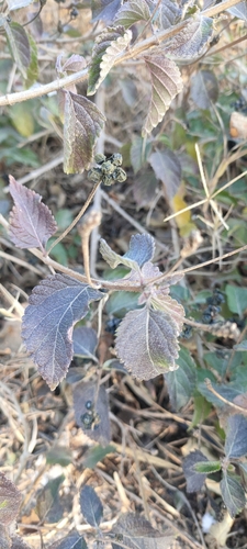 Foto de Cambará