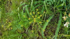 Tauschia hartwegii