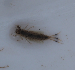 Ephemeroptera