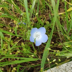 Nemophila menziesii