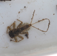 Ephemeroptera
