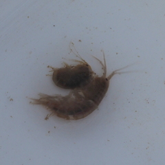 Gammaridae