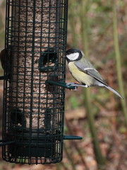 Parus major