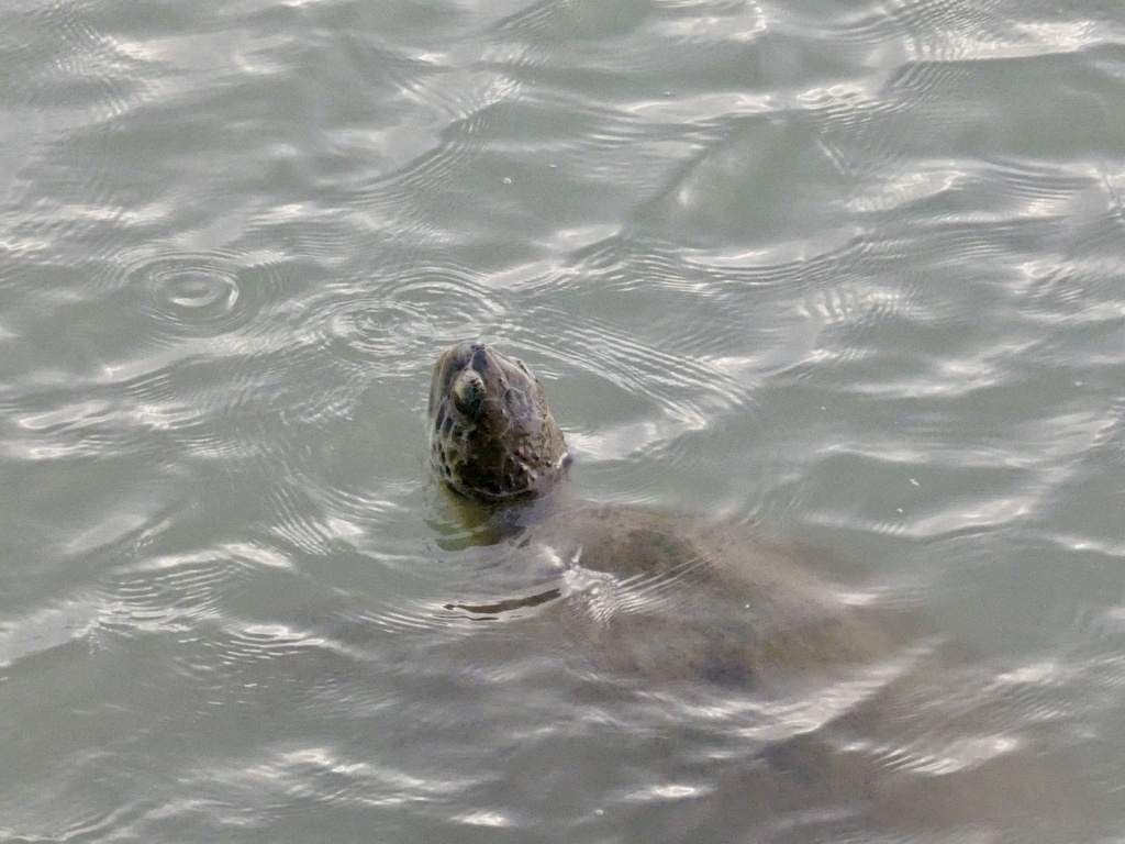 Green Sea Turtle In December 2023 By Danalb74 INaturalist   Large 