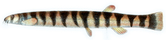 Coolie Loach photo 5