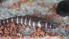 Malayan Loach photo 2