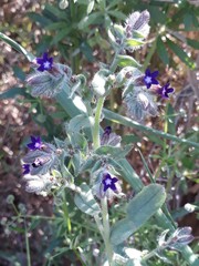 Anchusa hybrida