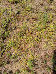 Chorizanthe procumbens