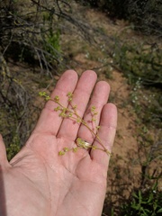 Chorizanthe procumbens