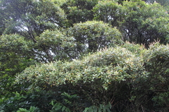 Pterophylla sylvicola