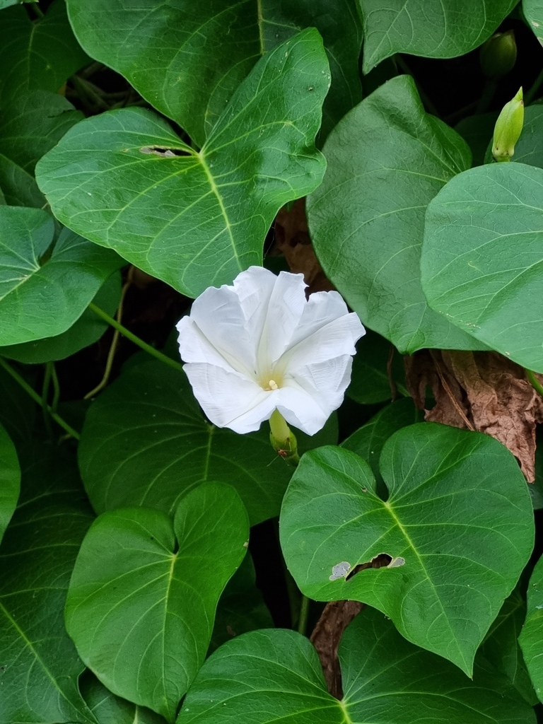 Beach Moonflower In January 2024 By Ganesh Mohan T INaturalist   Large 