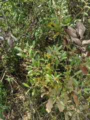 Quercus × acutidens