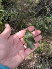 Quercus × acutidens