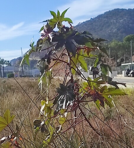 Foto de Mamona