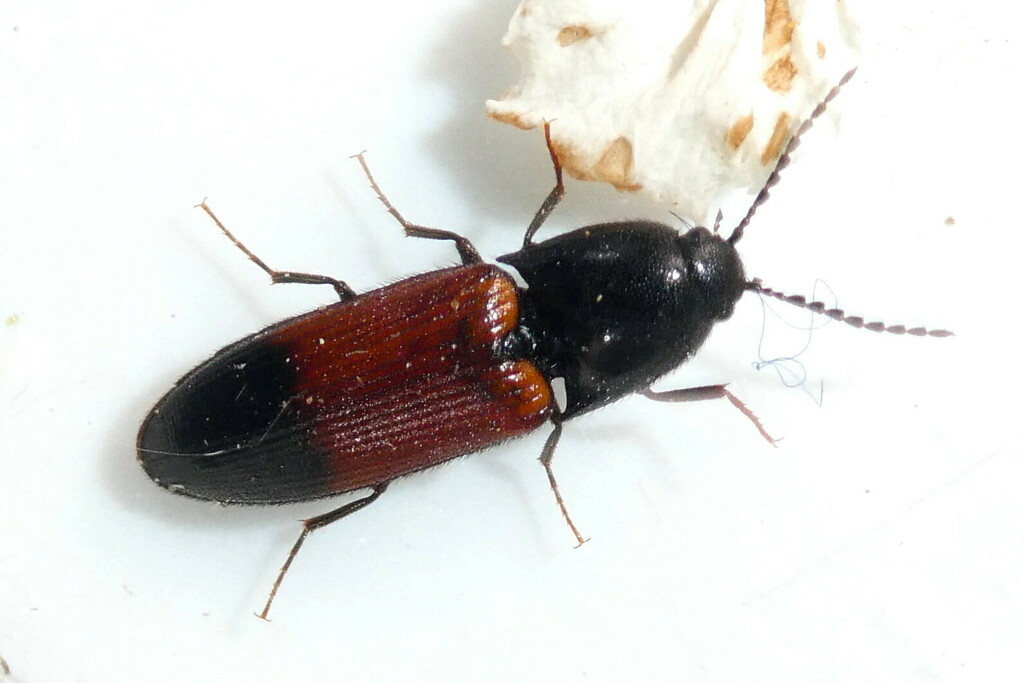 belted click beetle from Forstenrieder Park, Deutschland on May 5, 2023 ...