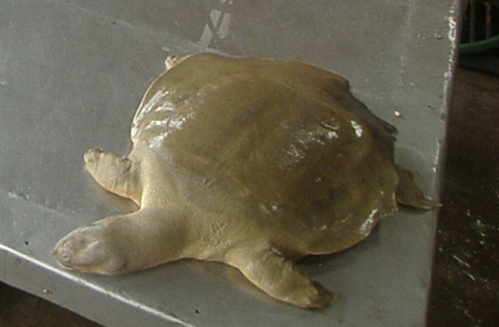 Photo by  jeanjacquesgodon