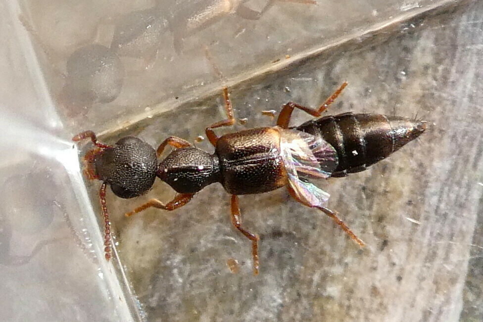 Rugilus mixtus