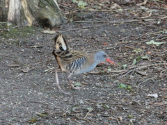 Rallus aquaticus