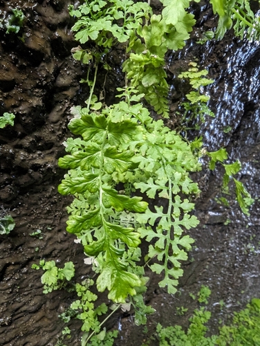 western brackenfern (Pteridium aquilinum)