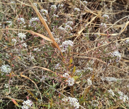 Foto de Alyssum
