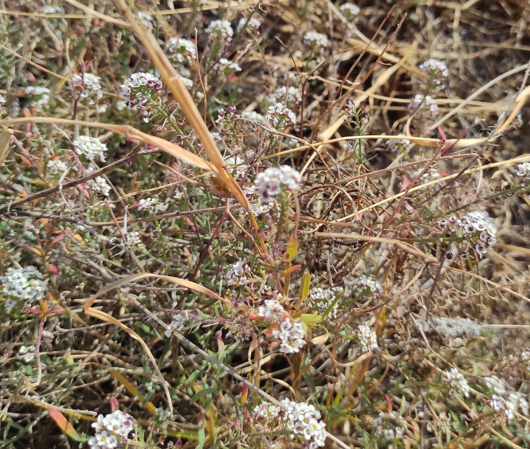 Imagem de Alyssum