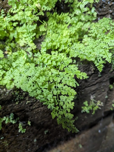 Pteridium aquilinum