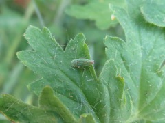 Graphocephala cythura