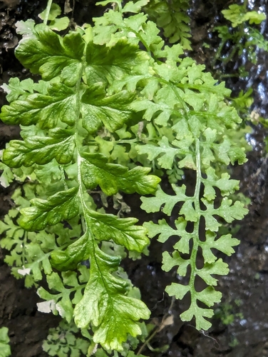 Pteridium aquilinum
