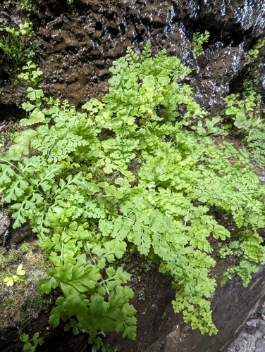 Pteridium aquilinum
