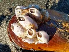 Notomegabalanus decorus